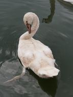 Swan Animal Children Water