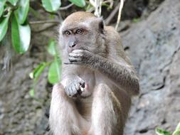 furry monkey at the zoo