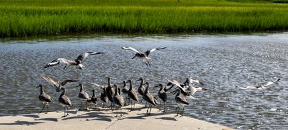 birds near the lake