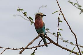 Africa Kenya Bird European Bee
