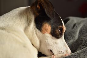 Cute Dog Jack Russel