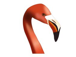 flamingo bird pink nature wildlife