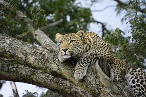 Leopard on Tree in Kenya