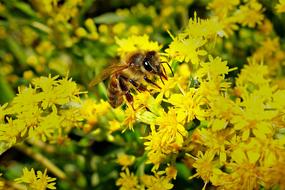 Bee Honeybee Insect