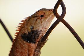 Lizard Animal Reptile