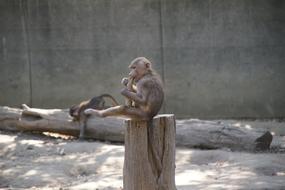 Zoo Monkey Mammal