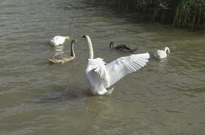 Swan Bird in dirty Water