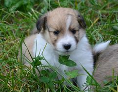 Puppy Pup Cute