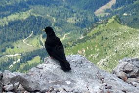 Bird Black Mountains