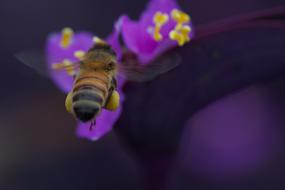 Bee Insect Pollen
