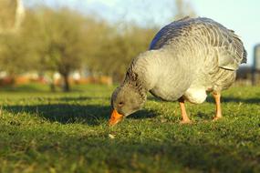 Goose Close Up Wild Fox