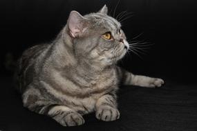 Cat British Shorthair Pet Domestic