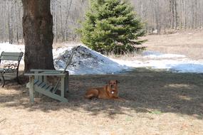 Dog in forest Park