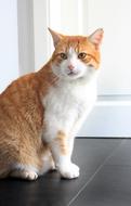 Cat Red Mackerel Domestic