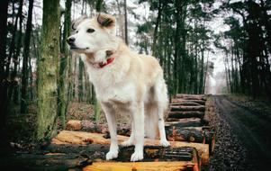 Dog Forest Animal