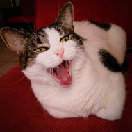 Funny Yawning Cat portrait