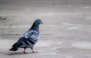 Pigeon Bird Animal
