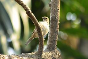 Sparrow Bird On The Tree