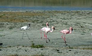 Bird Lesser Flamingo Phoeniconaias