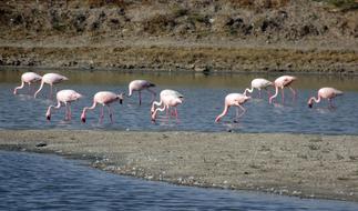 Bird Lesser Flamingo Phoeniconaias