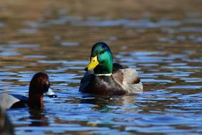 ducks by Lake Waterside