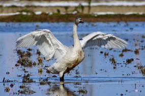 swan flying over the lake