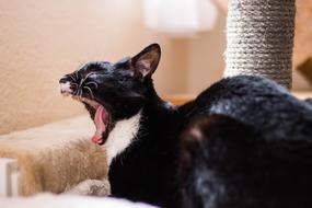 Cat Animals Kitten Domestic