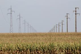 field of corn under the sky