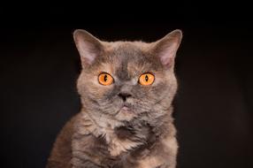 Cat Close Up Portrait
