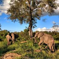 Elephants Africa Safari