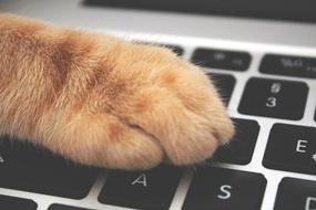 Cat Paw Keyboard