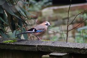 beautiful bird sitting in front of the trees