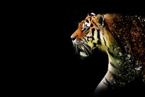 Tiger Large Discreet