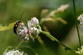 Insect Beetle Blossom