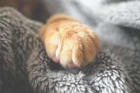 Paw Furry Cat