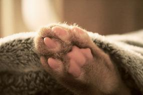 fluffy cat paw