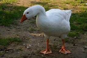 Pet Goose White