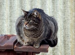 Cat Mammal Animal