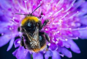 big bumblebee on a purple flower