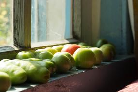 Green ripe tomatoes in the window