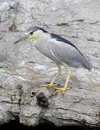 Heron Black Crowned Night Wildlife