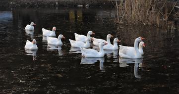 Goose Duck Animal