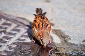 Bird Sparrow Drink