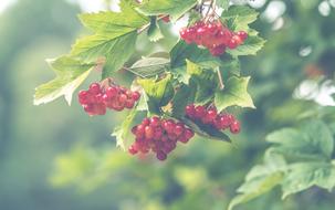 Red Berries Garden