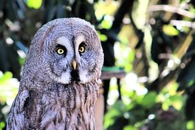 Kautz Owl Bird Of
