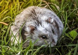 Hamster Rodent Mammal