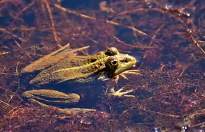 Frog Pond Animal Water