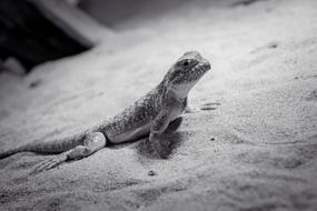 Lizard Animal Reptile monochrome photo
