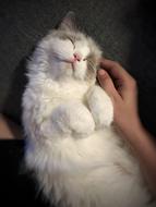 Cat Ragdoll Animal
