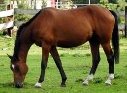 The Horse Pasture Land Grass